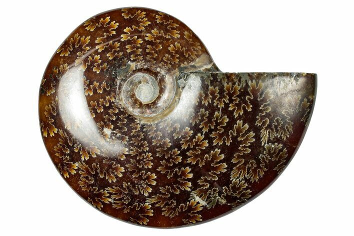 Polished Ammonite (Cleoniceras) Fossil - Madagascar #348480